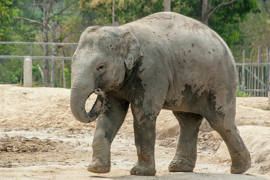 Chiang Mai Elephants 1 Photograph by Kevin Bain