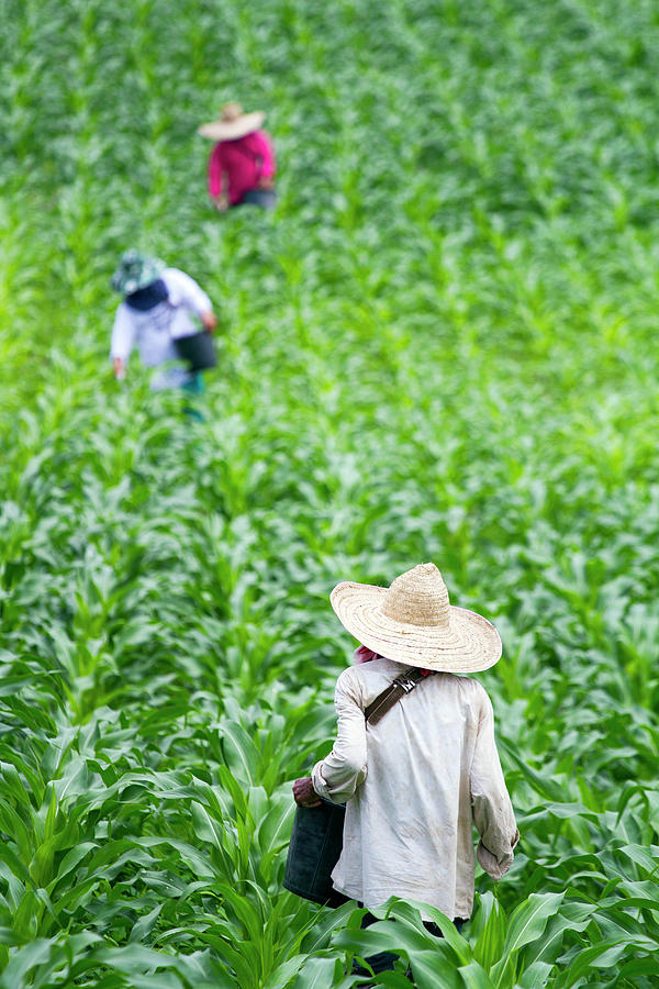 Chiang Rai_farmers Photograph by Jean-claude Soboul