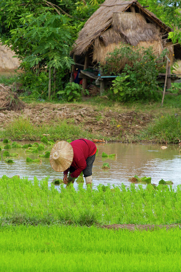 Chiangrai_rice Transplanting Photograph by Jean-claude Soboul
