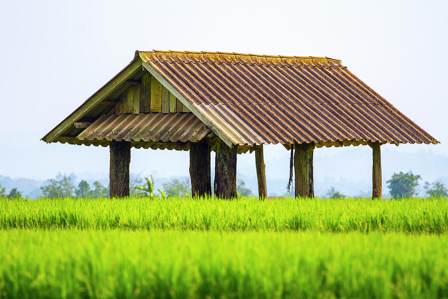 Chiangrai_shed In A Rice Field Photograph by Jean-claude Soboul