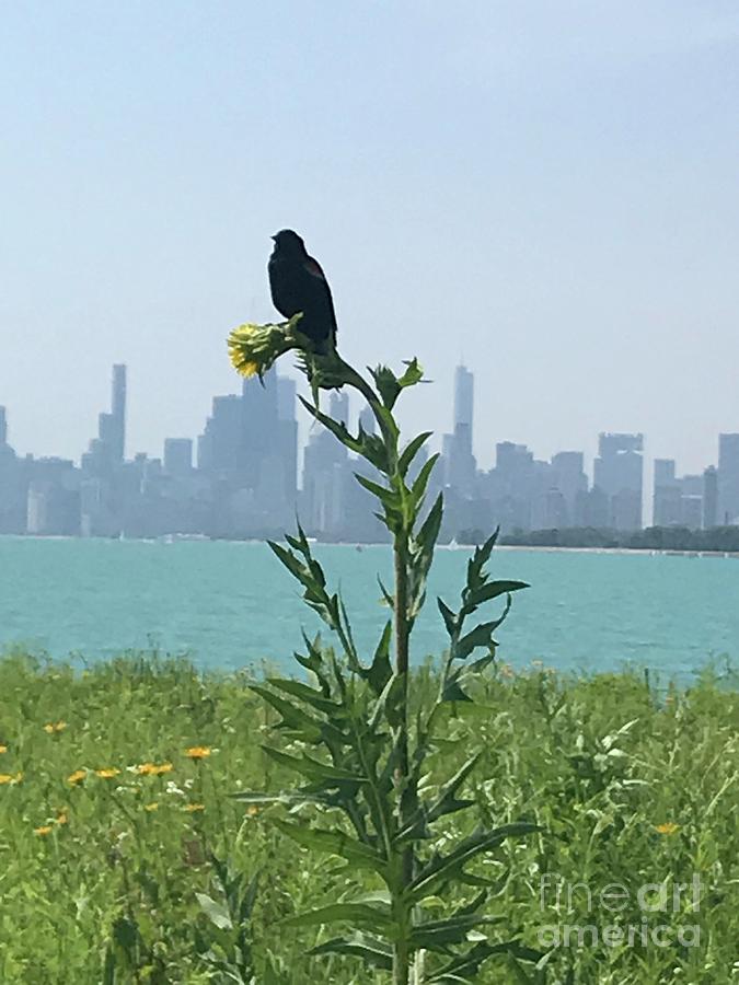 Chicago Bird Photograph by Patricia Tierney