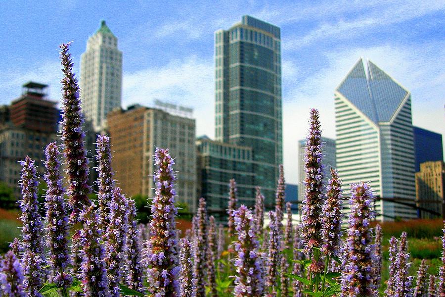 Chicago Skyline With Flowers Photograph by Ben Mcleod