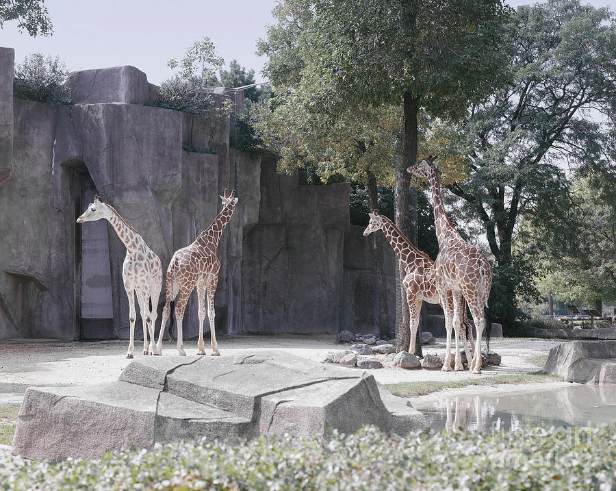 Chicago Zoo Photograph by Highsmith