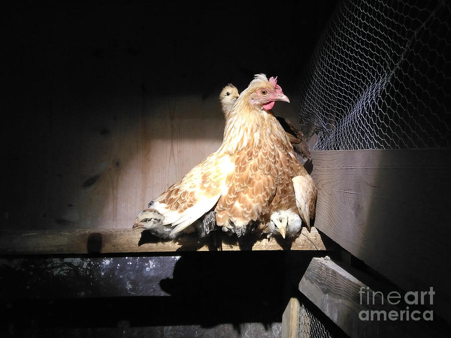 Chick And Chicken Photograph