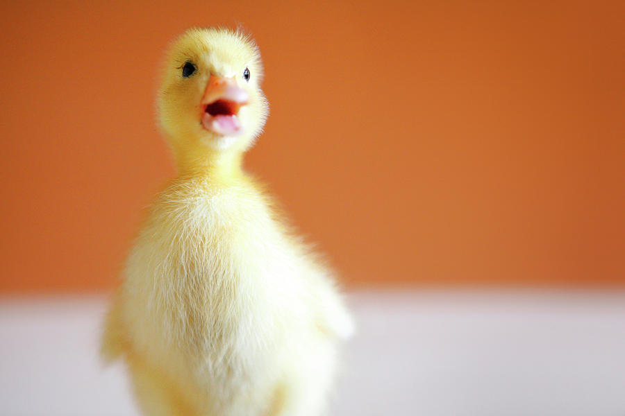 Chick Photograph by Baobao Ou