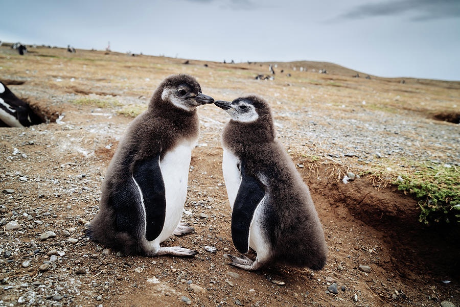 Chick Penguins at Magdalena Island in Chile Photograph by Kamran Ali