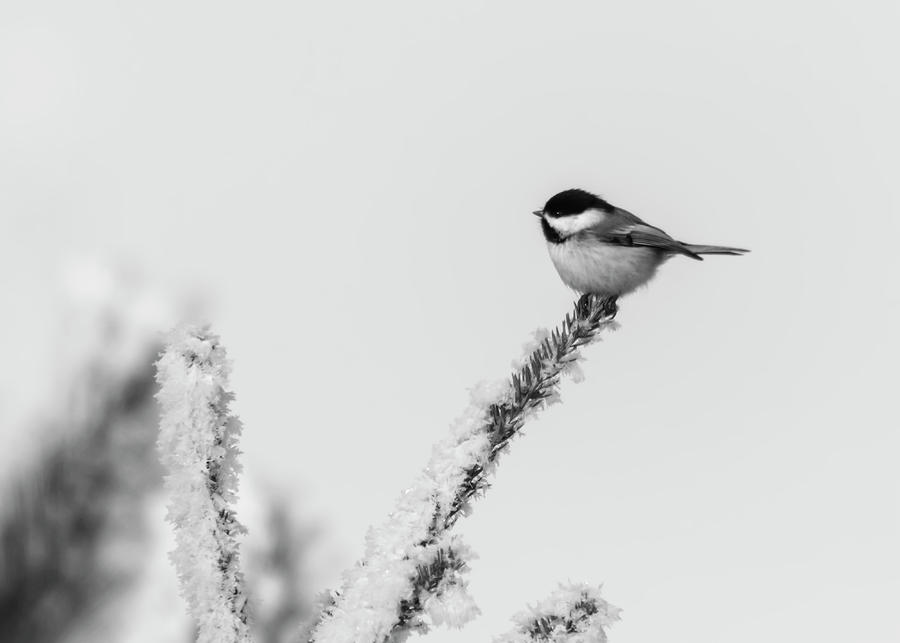 Chickadee 2018-1 BW Photograph by Thomas Young