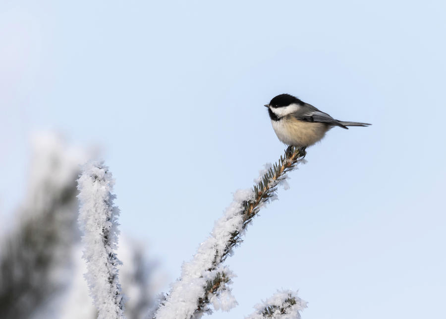 Chickadee 2018-1 Photograph by Thomas Young