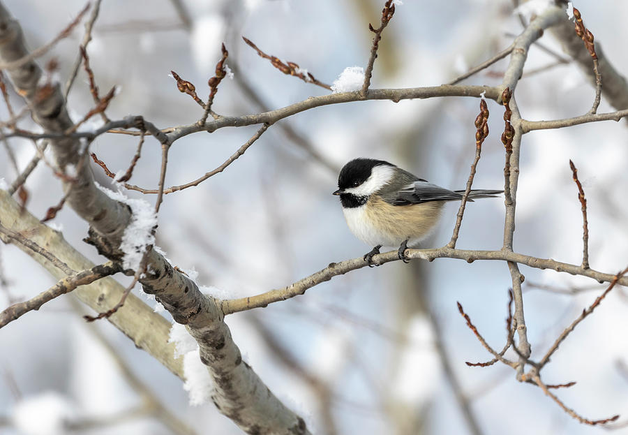 Chickadee 2018-2 Photograph by Thomas Young
