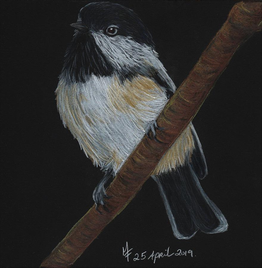 Chickadee bird Drawing by Martina Fagan