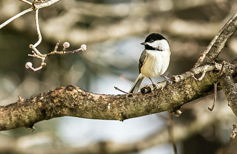 Chickadee hanging out Digital Art by Ed Stines
