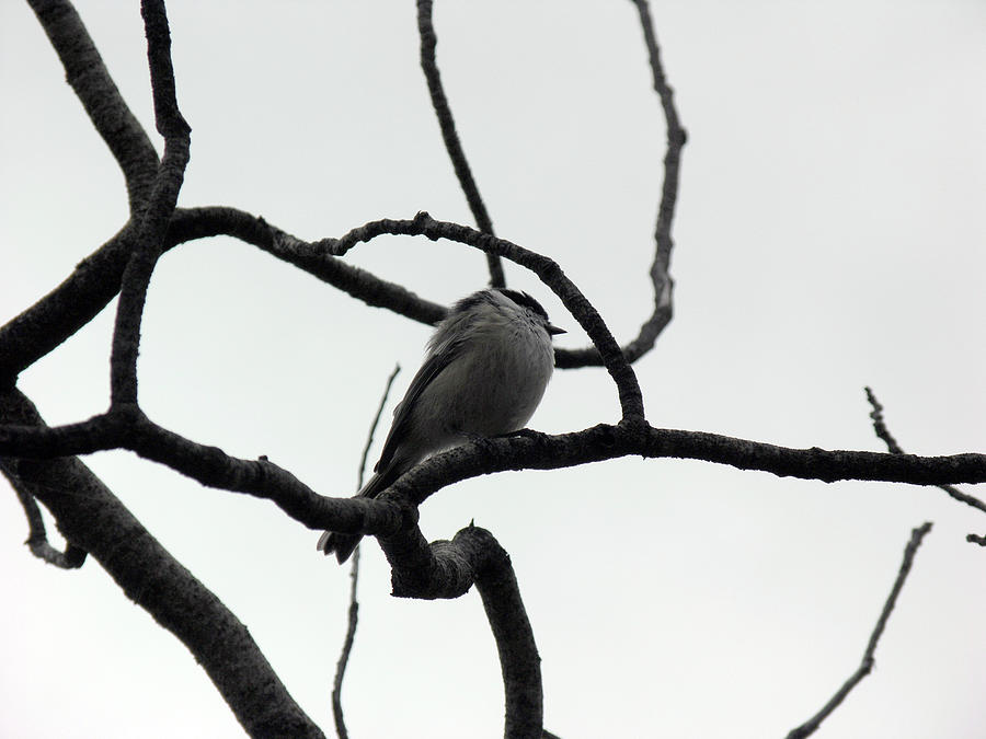 Chickadee In A Tree Photograph by Bruce Barrett
