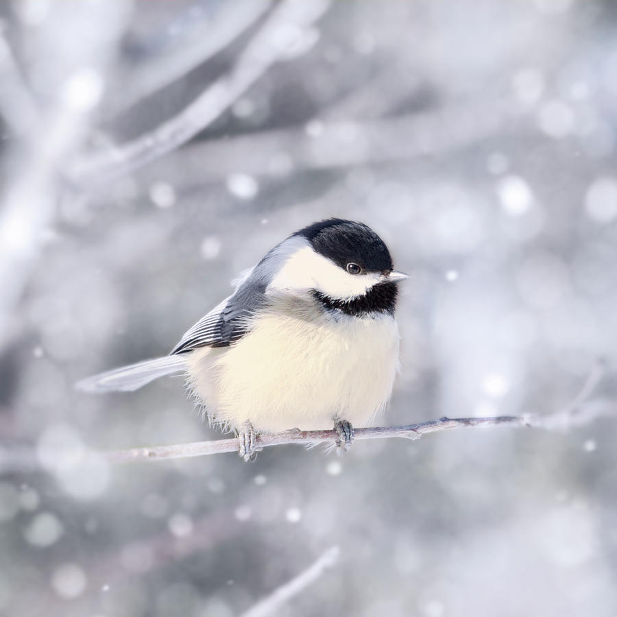 Chickadee in Snow No. 11 Photograph by Allison Trentelman