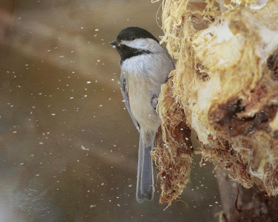 Chickadee in Winter by Susan Rissi Tregoning Chickadee in Winter by Susan Rissi Tregoning