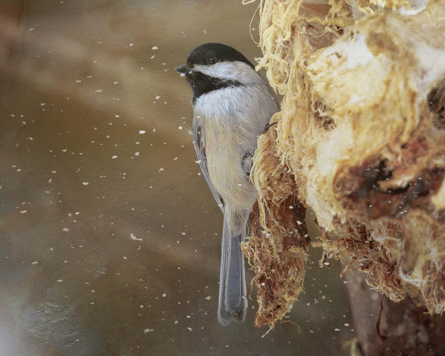 Chickadee in Winter Photograph by Susan Rissi Tregoning