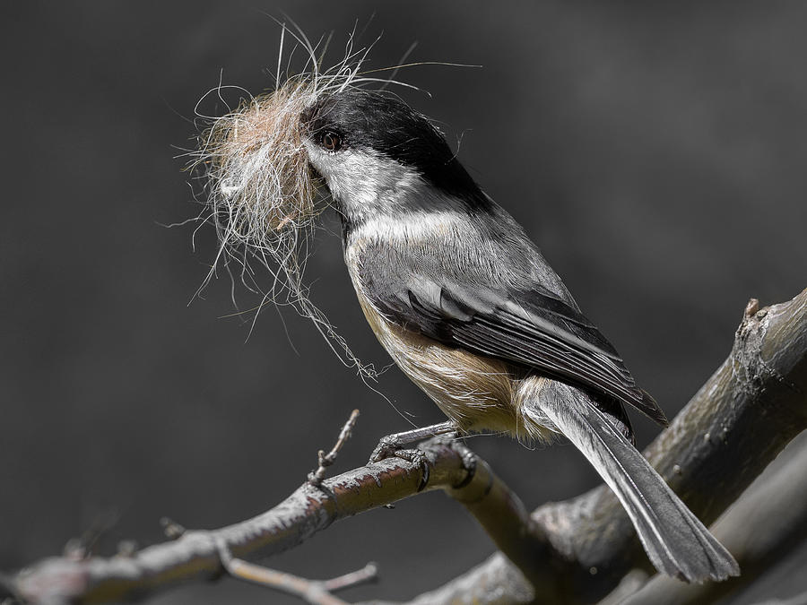 Chickadee Photograph - Chickadee Mustachio by Patrick Dessureault