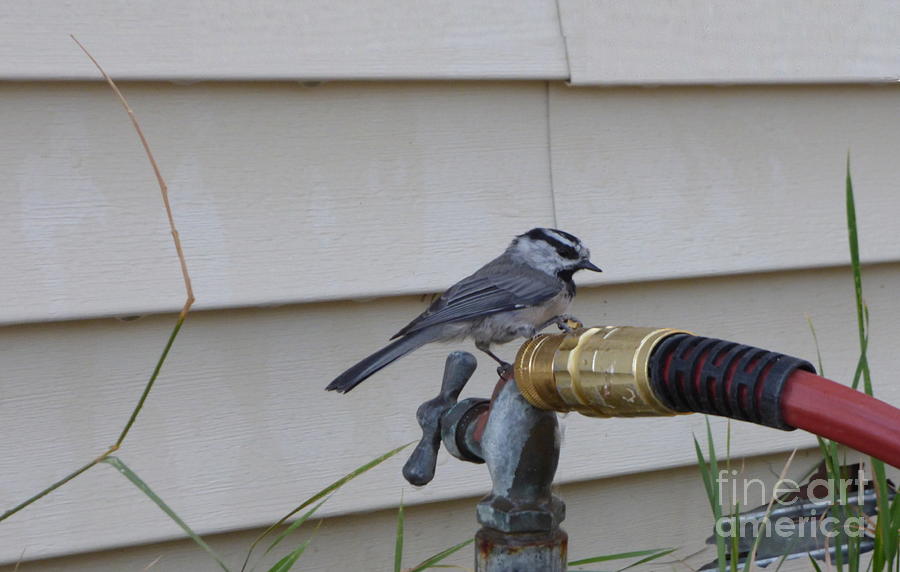Chickadee on a spigot Photograph by Charles Robinson