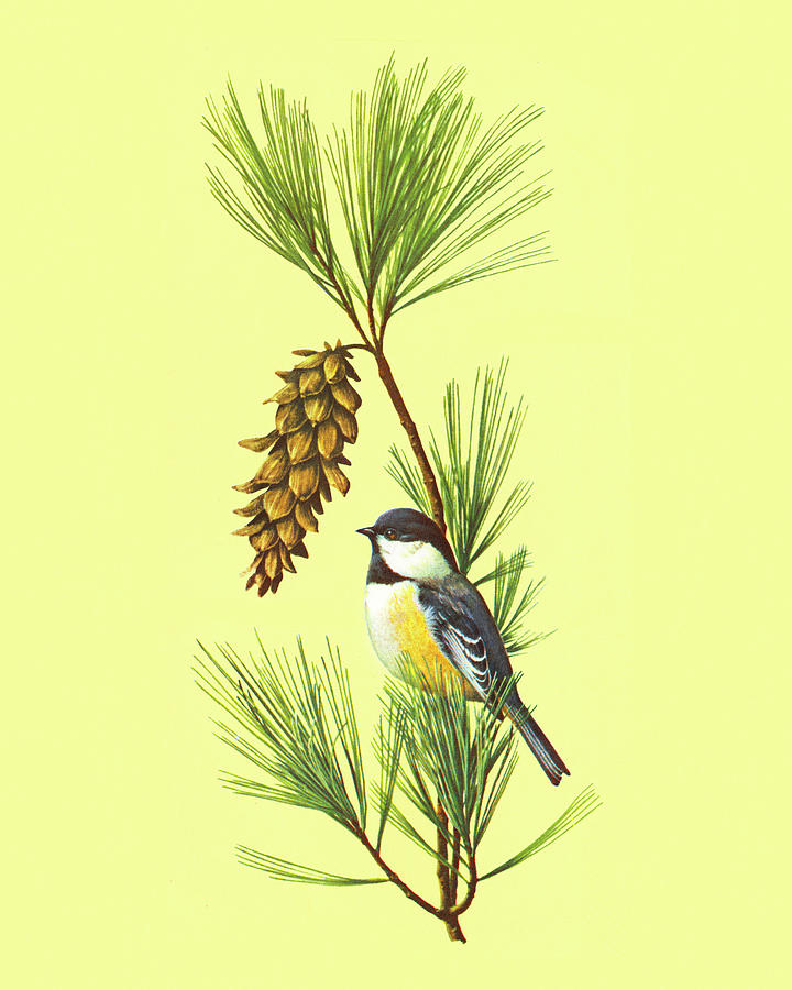 Chickadee Drawing - Chickadee Perched on a Branch by CSA Images