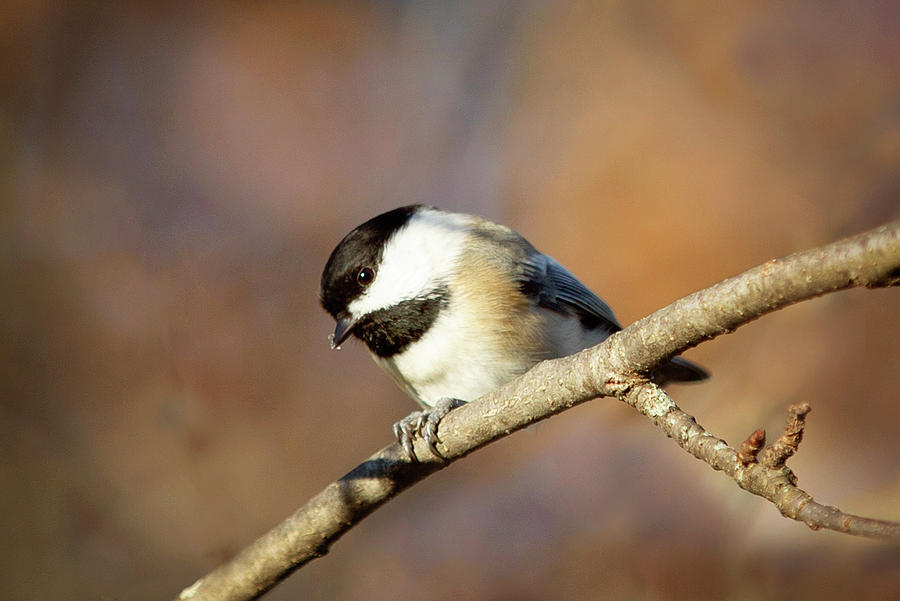 Chickadee by Sue Collura Chickadee by Sue Collura