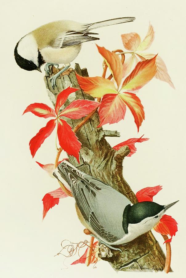 Bird Painting - Chickadee,white-breasted Nuthatch by Louis Agassiz Fuertes