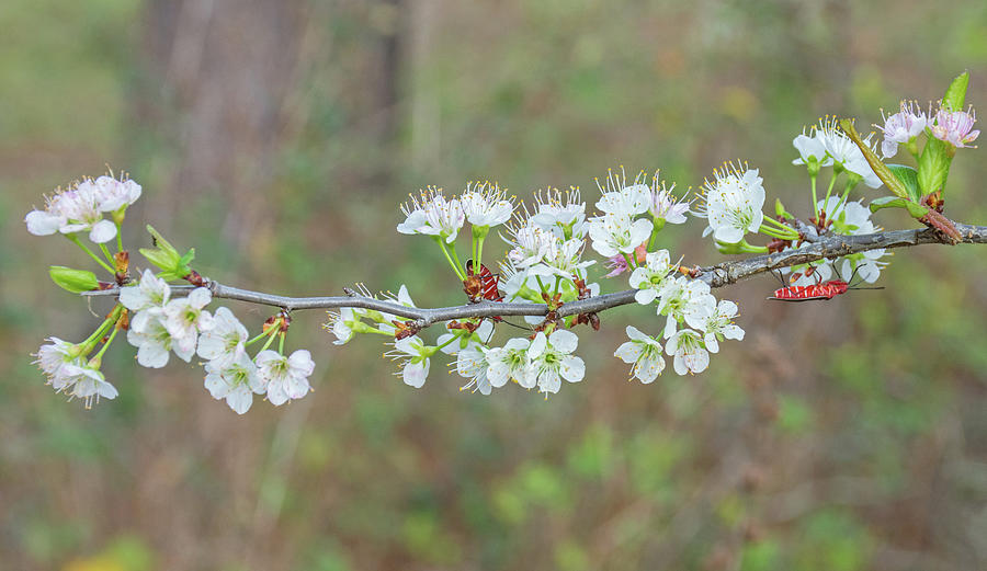 Chickasaw Plum Flowers Photograph by John Serrao