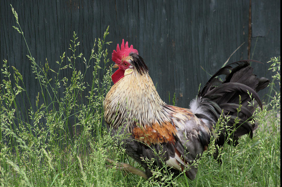 Chicken by Buddy Scott Chicken by Buddy Scott