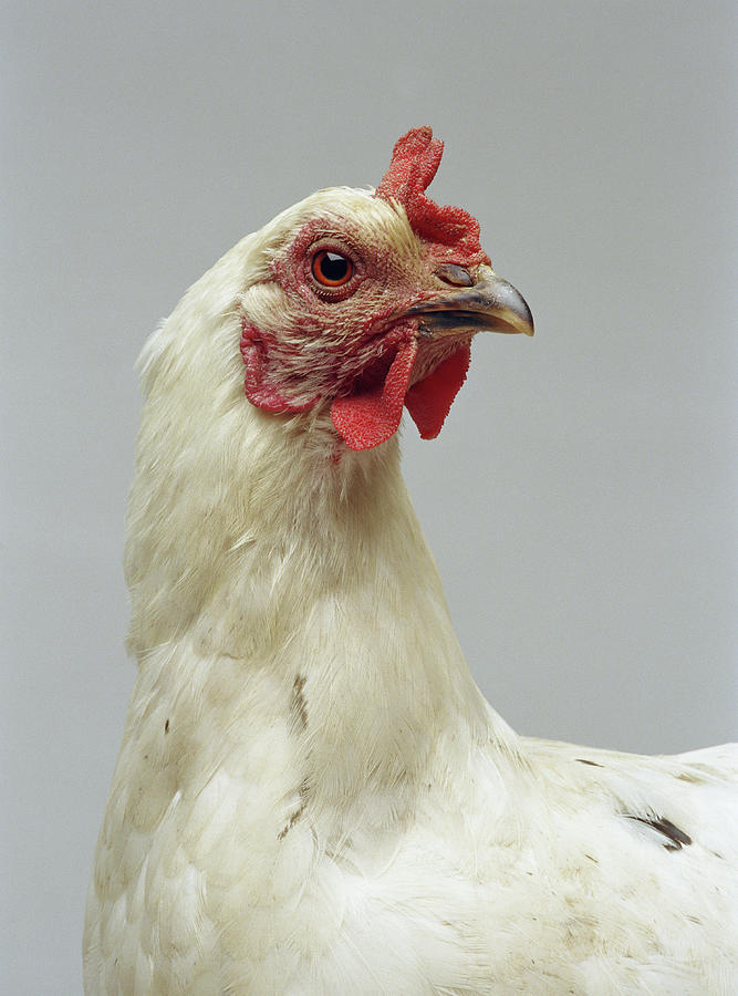 Chicken, Close-up Photograph by Daniel Day