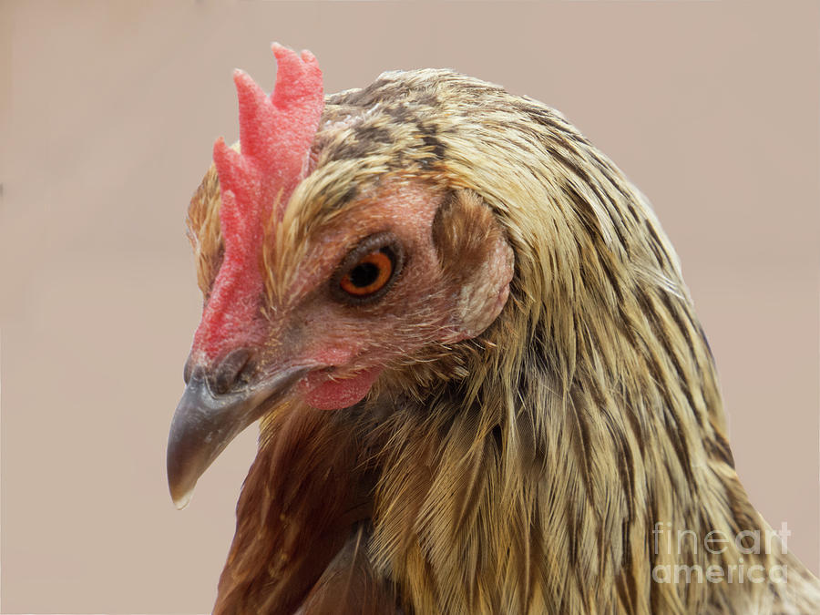 Chicken Photograph - Chicken Face 6 by Christy Garavetto