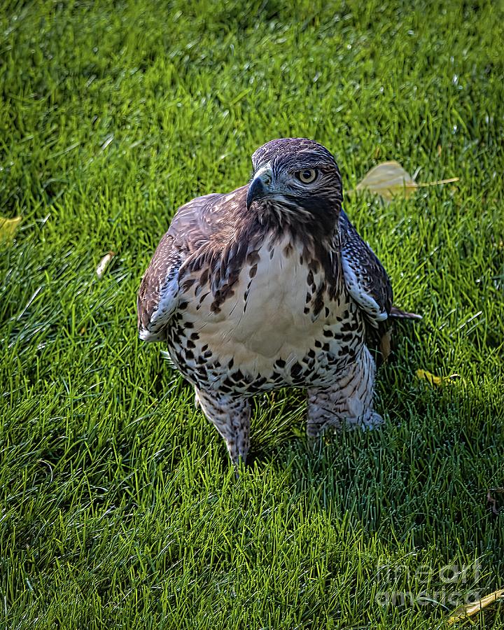 Chicken Hawk Photograph by Jon Burch Photography