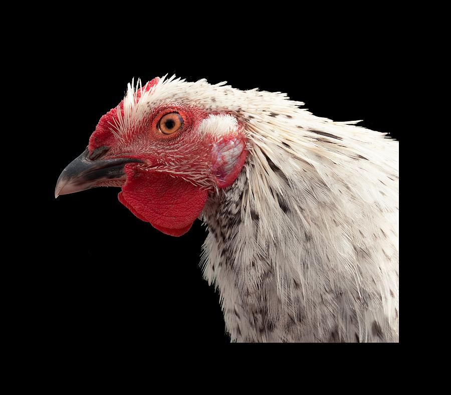 Chicken Head 2 Photograph by Jean Noren