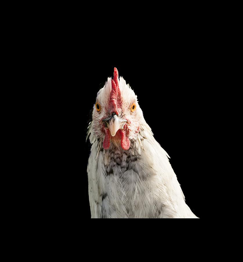Chicken Head Photograph by Jean Noren
