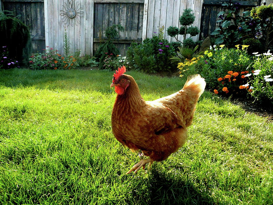 Chicken  In Garden Photograph by Photo By Krystal South