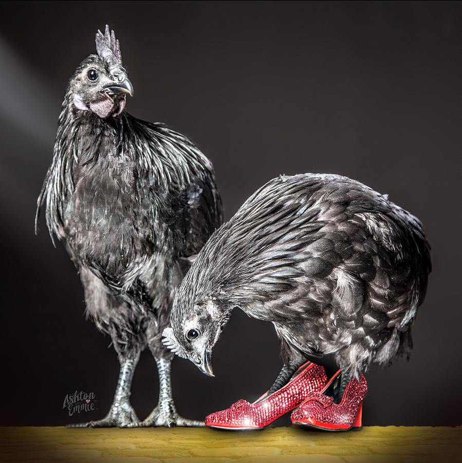Chicken in Red Shoes Photograph by Don Johnston - Fine Art America