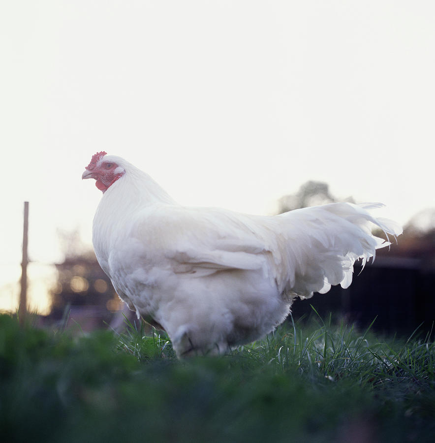 Chicken Photograph by Matt Carr