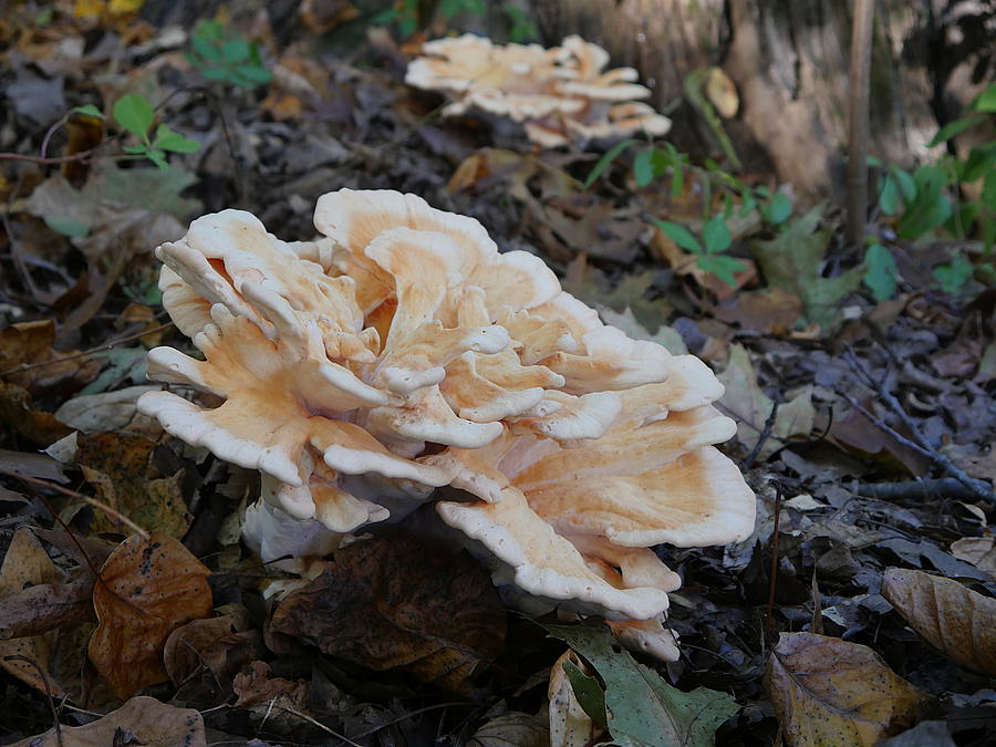 Chicken of the Woods Photograph by Richard Reeve