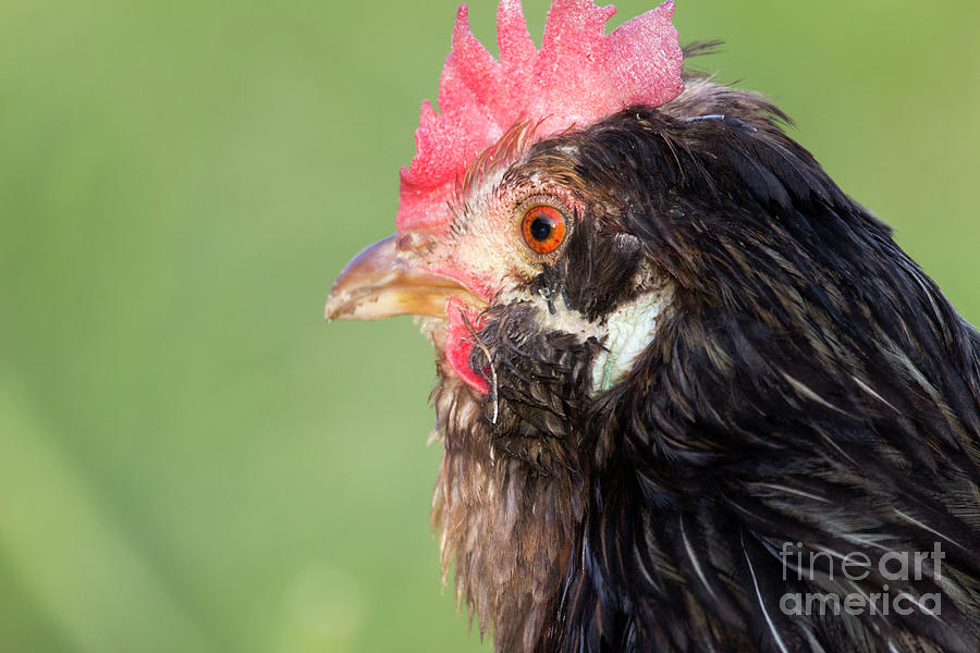 Chicken Portrait Photograph By Jeannette Hunt Pixels