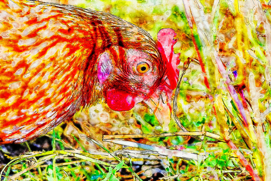 America Drawing - Chicken Watercolor Drawing by Hasan Ahmed America Drawing - Chicken Watercolor Drawing by Hasan Ahmed