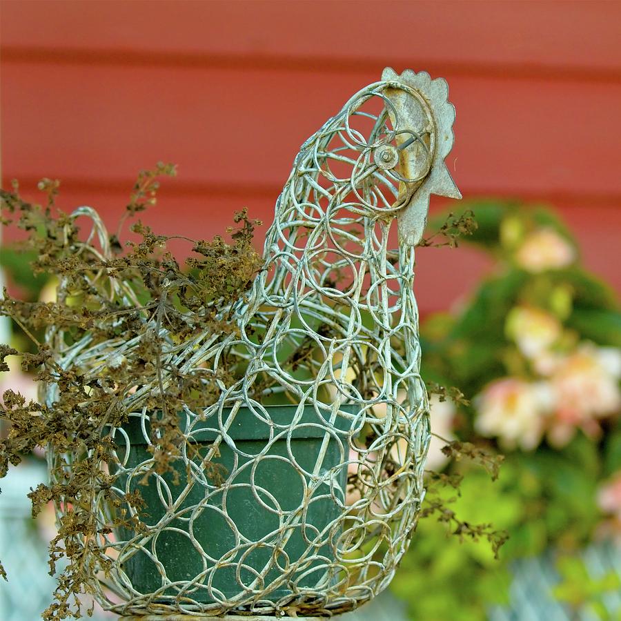 Chicken Wire by John Bates Chicken Wire by John Bates
