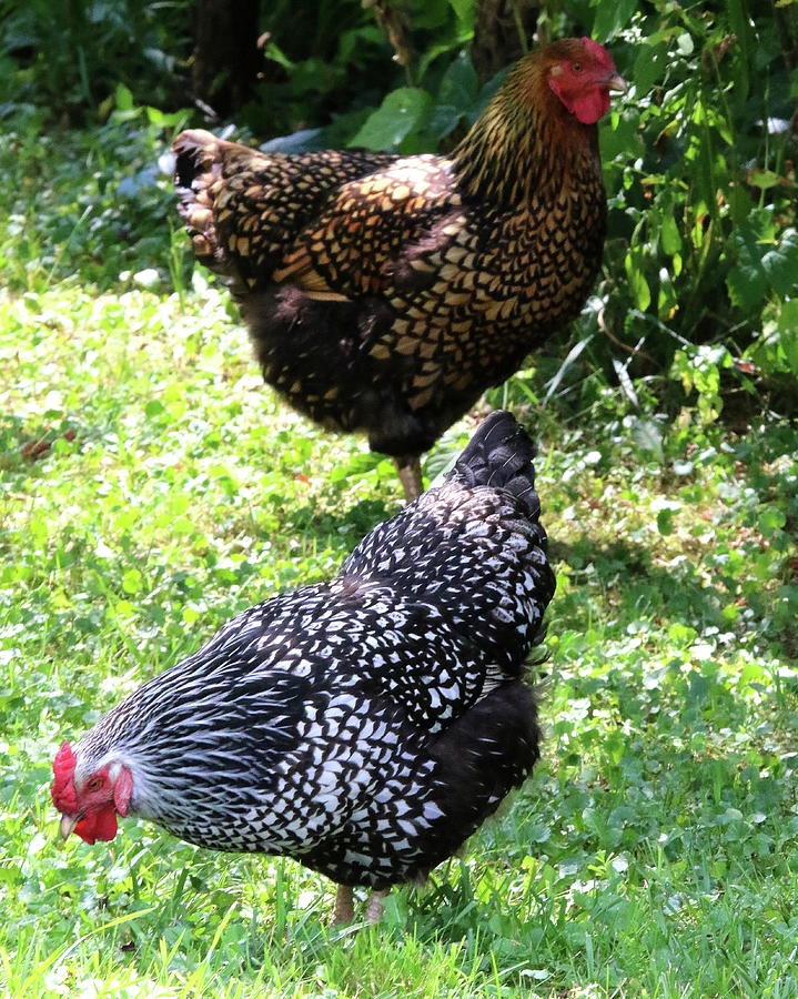 Chickens Photograph by Arvin Miner