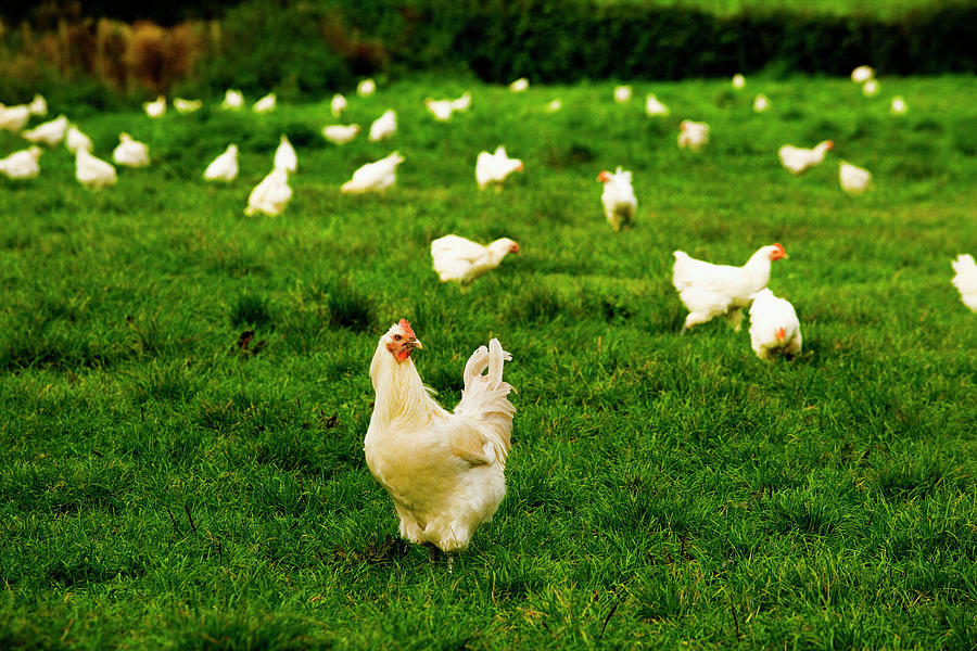 Chickens In A Farm Digital Art by Massimo Borchi