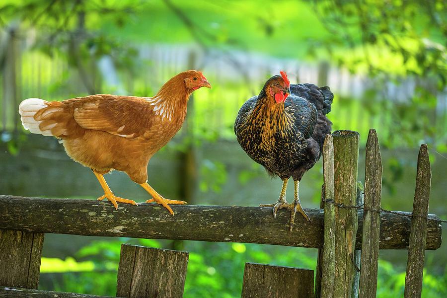 Chickens On Wooden Fence Digital Art by Reinhard Schmid