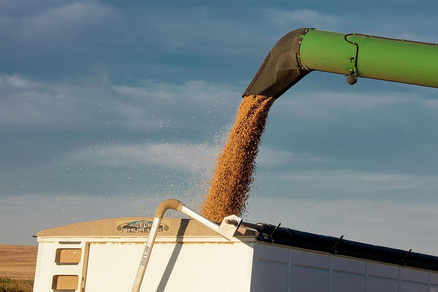 Chickpeas Auger Photograph by Todd Klassy