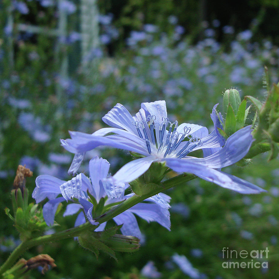 Chicory 1 Photograph by Amy E Fraser
