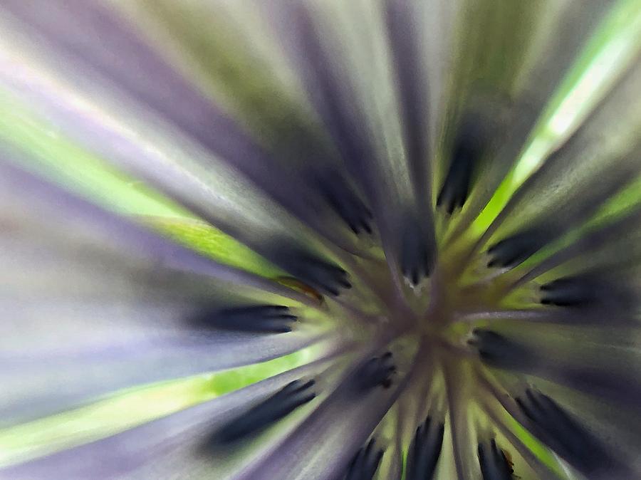 Chicory Flower Closeup Photograph by Jori Reijonen