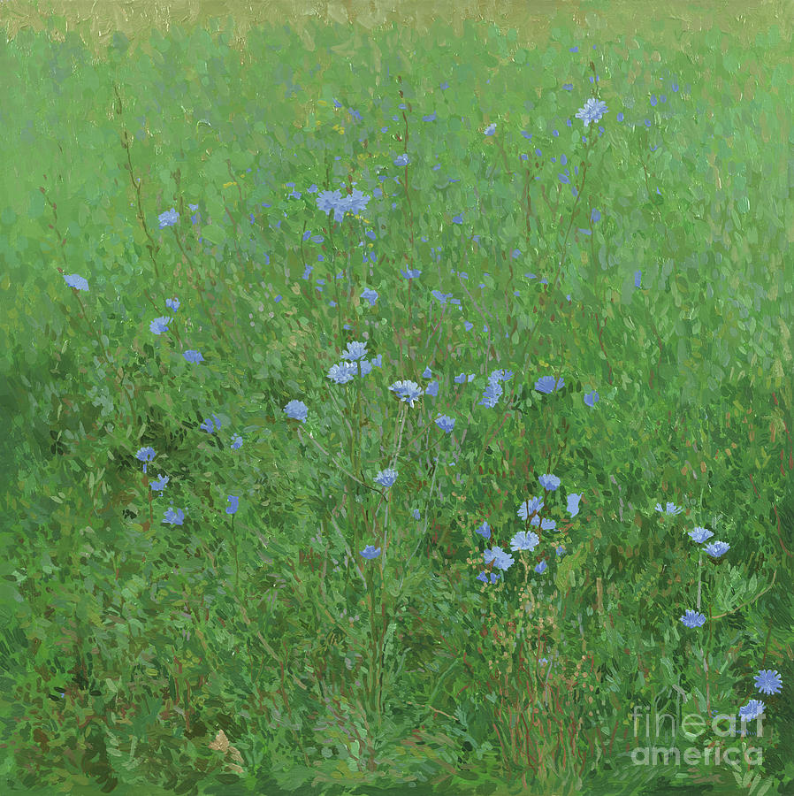 Chicory. Wildflowers Painting