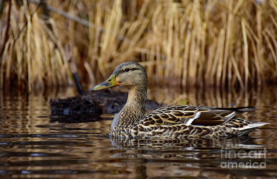 Chief River Hen Mallard Duck by Theresa Kocka Chief River Hen Mallard Duck by Theresa Kocka