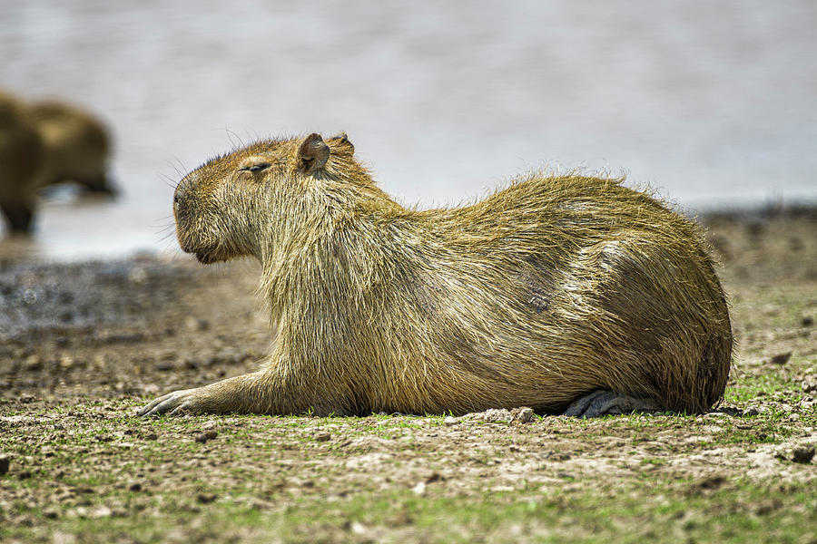 Chiguiro Capybara Guanapalo Casanare Colombia Photograph by Adam Rainoff