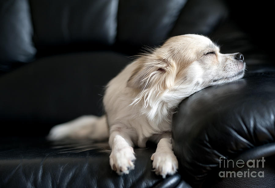 Beautiful Photograph - Chihuahua Dog Dozing On Black  Leather by Art Nick