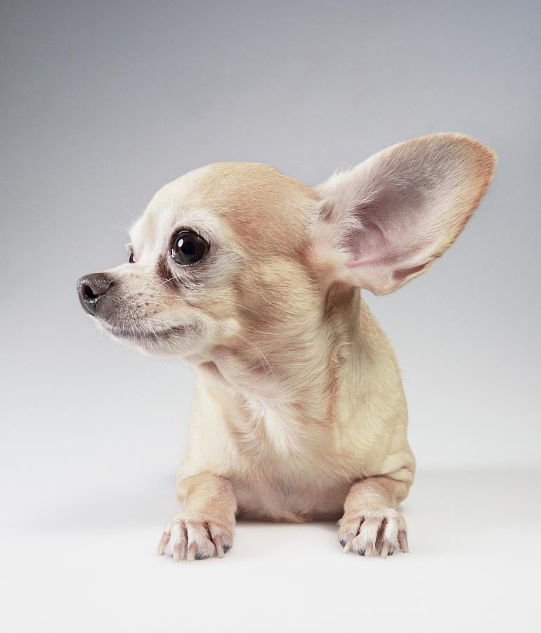 Chihuahua Listening Photograph by Stilllifephotographer