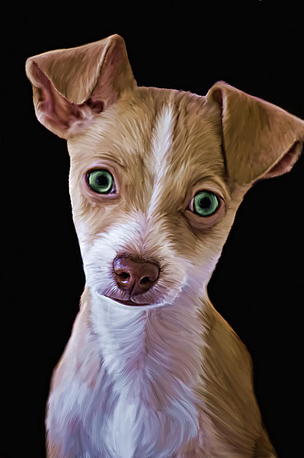 Animal Photograph - Chihuahua by Lori Hutchison